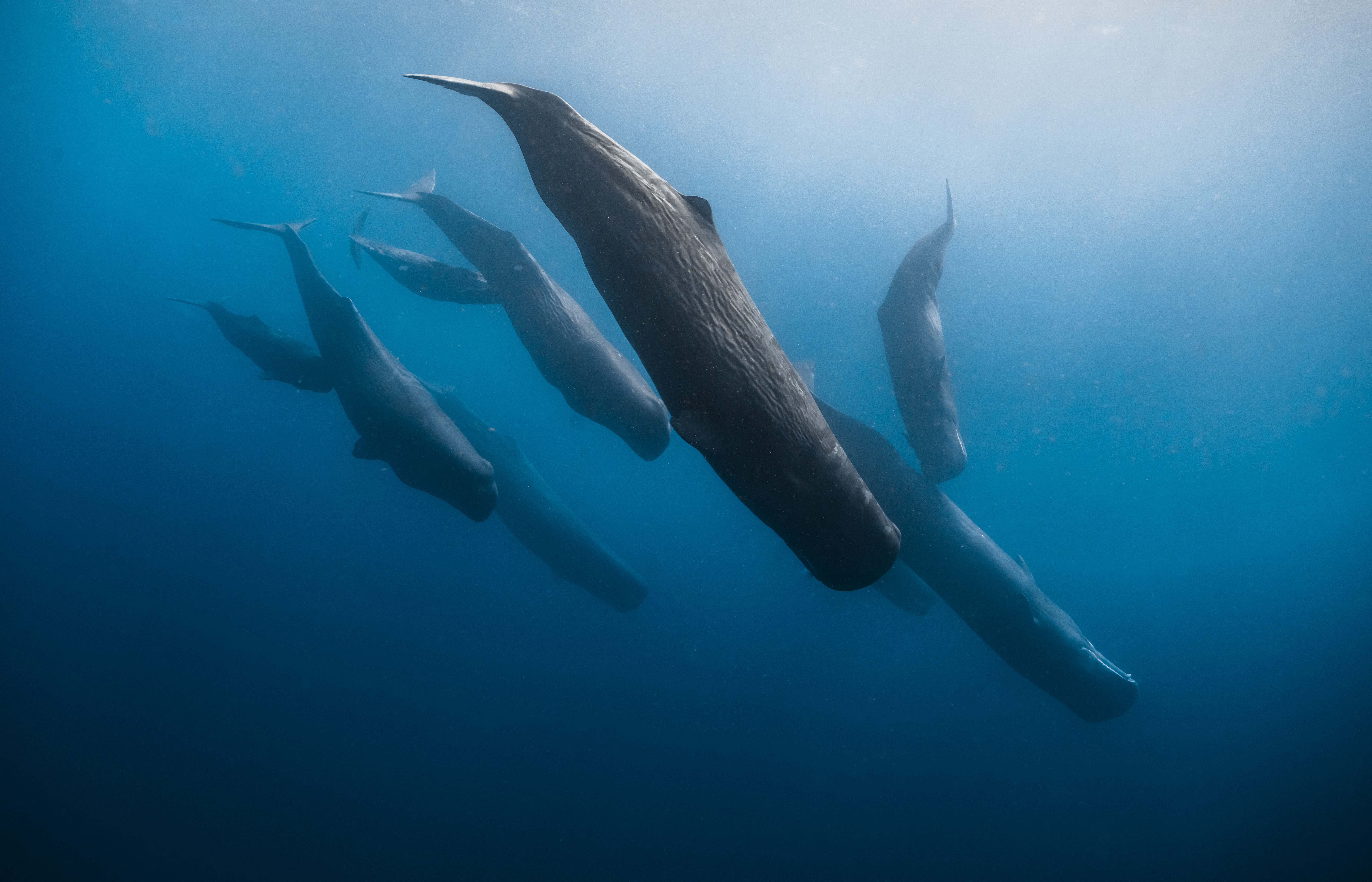 Mariana Trench for fit for ocean