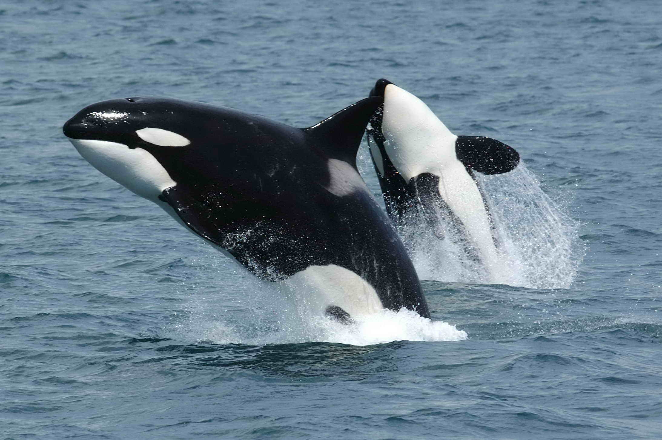 Lift an Orca (10,000 kg)
